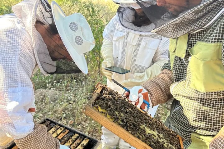 Algarve beekeeping experience