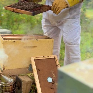 Algarve beekeeping experience