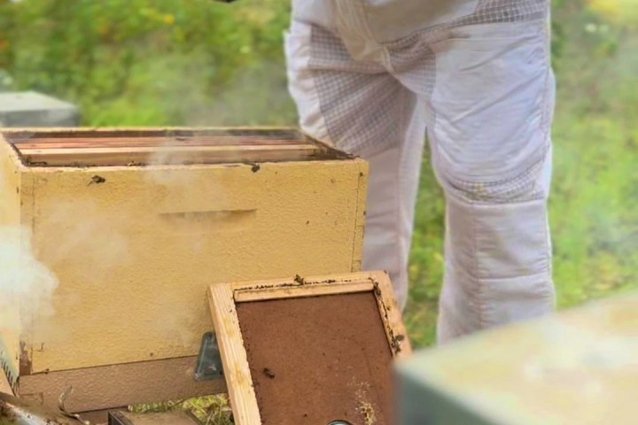 Algarve beekeeping experience