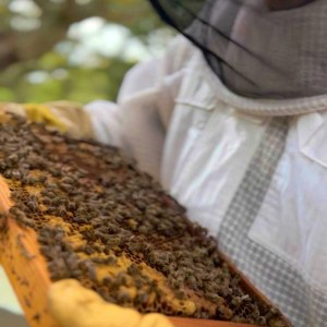 Algarve beekeeping experience