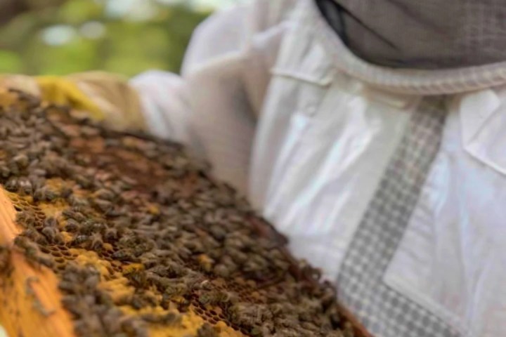 Algarve beekeeping experience