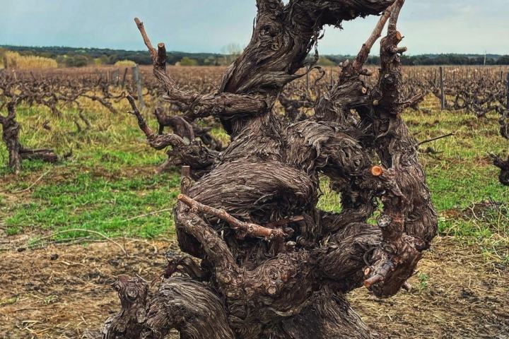 Évora wine tasting tour