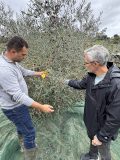 olive oil harvest tour