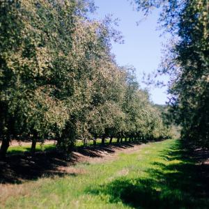 Évora Wine & Olive Oil Tour with Lunch
