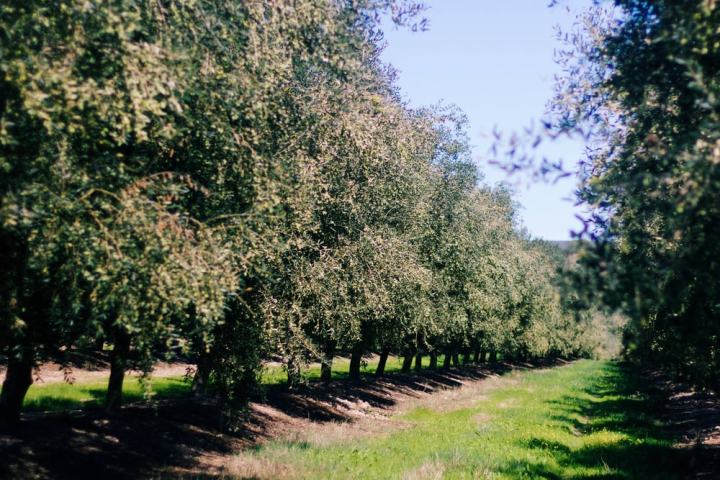 Évora Wine & Olive Oil Tour with Lunch
