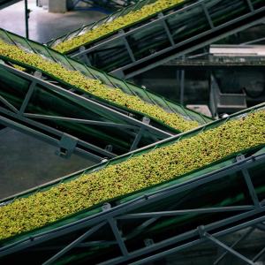 Évora Wine & Olive Oil Tour with Lunch