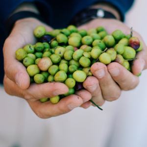 Évora Wine & Olive Oil Tour with Lunch