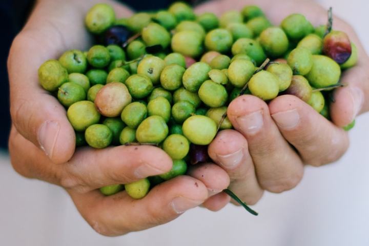 Évora Wine & Olive Oil Tour with Lunch