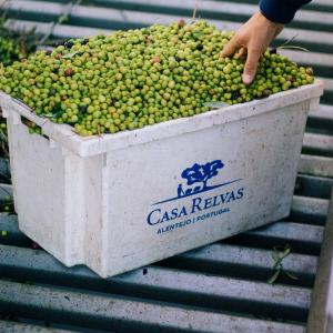 Évora Wine & Olive Oil Tour with Lunch