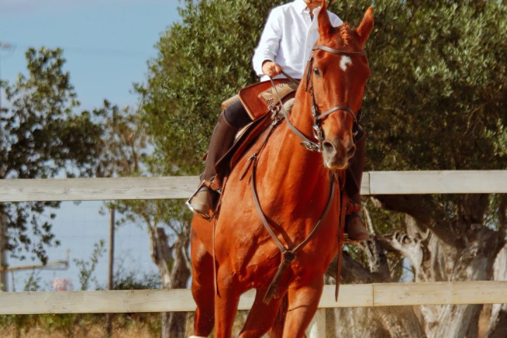 Lisbon Equestrian Baptism