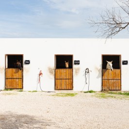 lisbon horseback riding tour