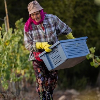 Person in plaid shirt and hat carrying a blue crate in a vineyard.