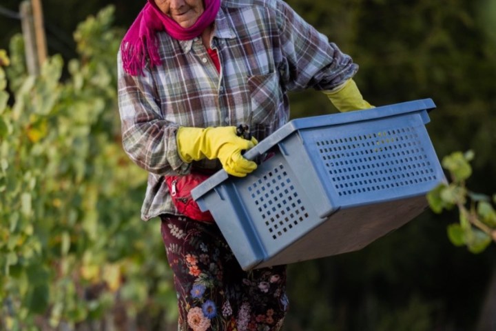 Person in plaid shirt and hat carrying a blue crate in a vineyard.