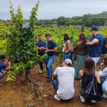 Sintra wine tasting tour