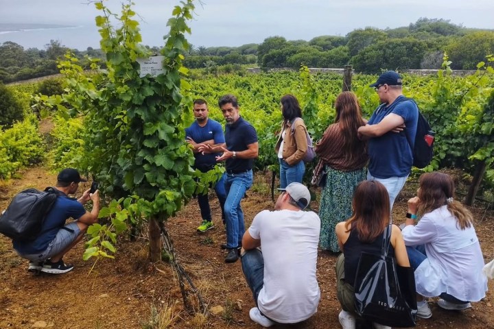 Sintra wine tasting tour