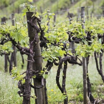 Sintra wine tasting tour