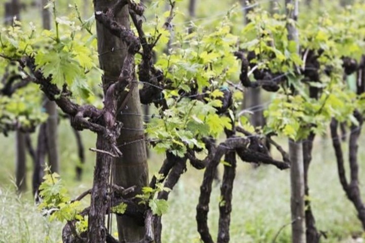 Sintra wine tasting tour