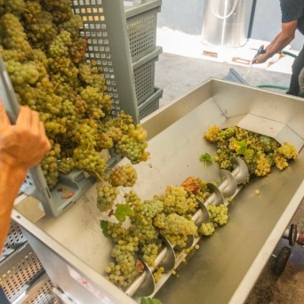 Grapes being poured into a wine press with a person working in the background.