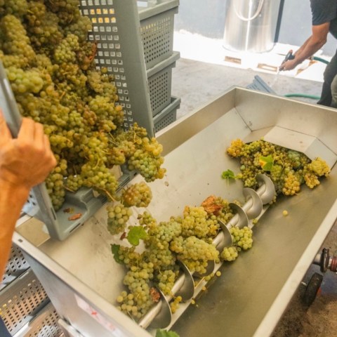 Grapes being poured into a wine press with a person working in the background.