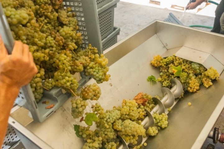 Grapes being poured into a wine press with a person working in the background.