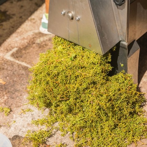 Green plant material being processed by an industrial metal machine on a stone surface.