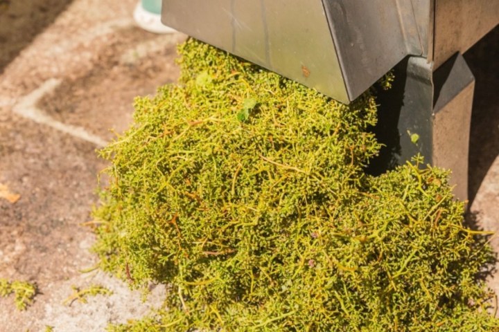 Green plant material being processed by an industrial metal machine on a stone surface.
