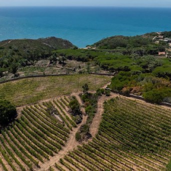Aerial view of vineyard fields by the sea with green hills.