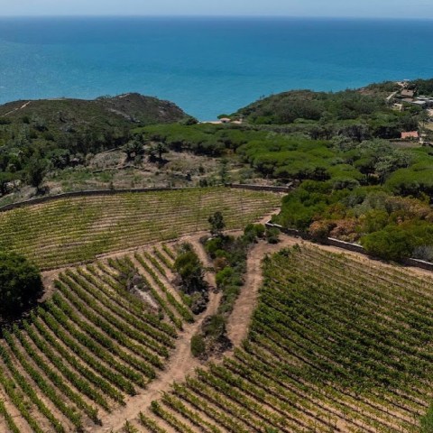 Aerial view of vineyard fields by the sea with green hills.