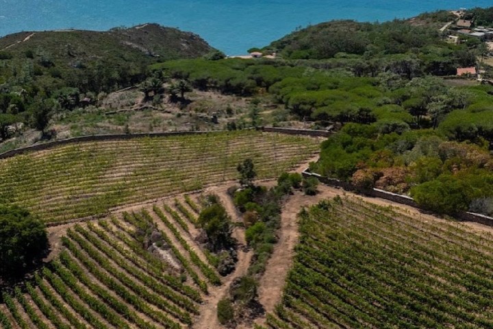 Aerial view of vineyard fields by the sea with green hills.