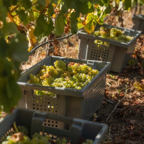 Baskets of green grapes on soil under grapevines in a vineyard.