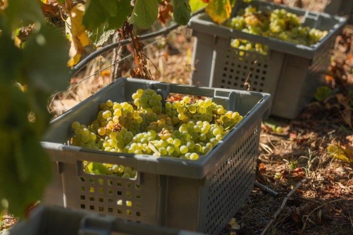 Baskets of green grapes on soil under grapevines in a vineyard.