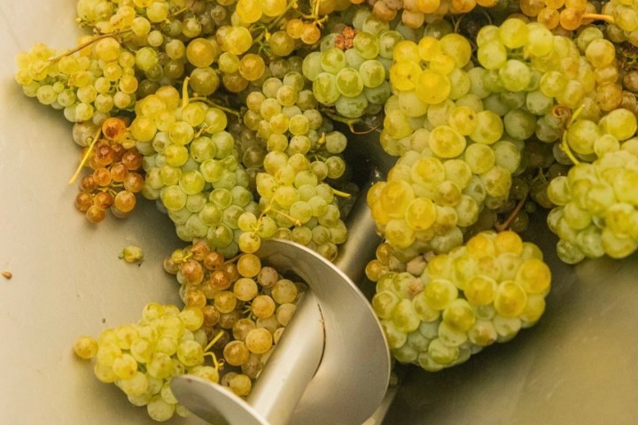 Green and yellow grapes in a metal conveyor with a screw-like mechanism.