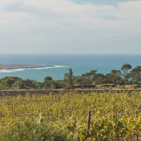 Vineyard with green grapevines overlooking a blue ocean and clear sky.