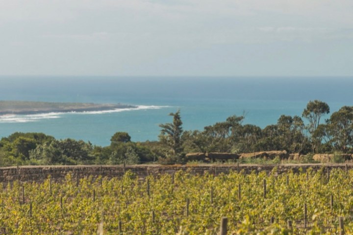 Vineyard with green grapevines overlooking a blue ocean and clear sky.