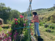Hands-on flower picking workshop on an organic farm in Monchique