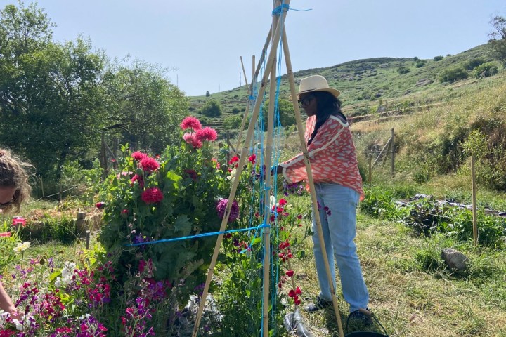Hands-on flower picking workshop on an organic farm in Monchique