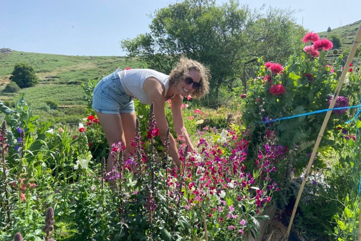 Visitor picking fresh flowers during a flower picking experience in Algarve