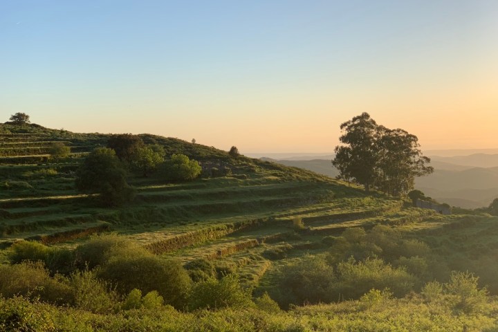 Colorful flower fields with tulips and ranunculus in Monchique
