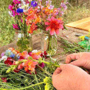 Seasonal flowers growing organically on an Algarve flower farm