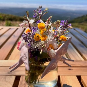 Organic roses and peonies growing on a flower farm in Monchique Algarve