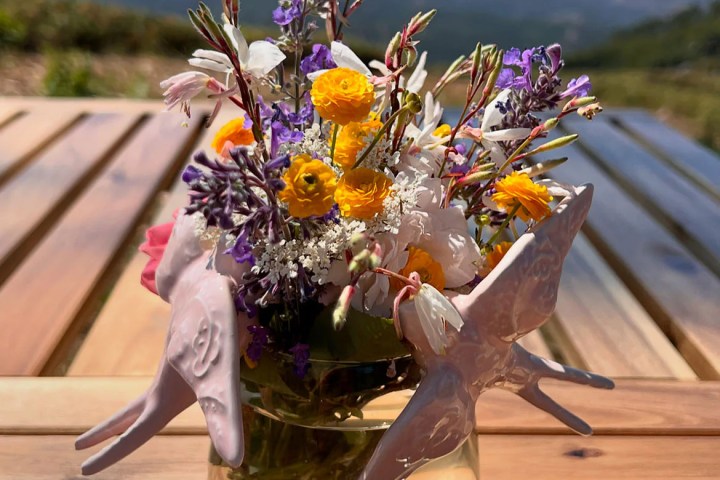 Organic roses and peonies growing on a flower farm in Monchique Algarve