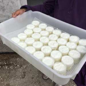 Hands-on cheese making experience after shepherd walk