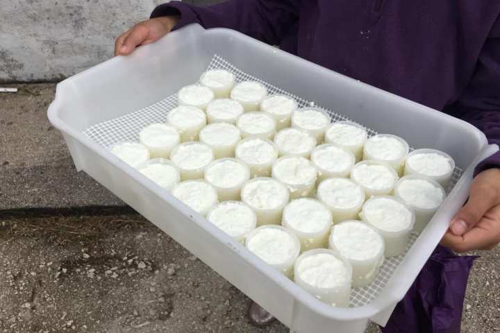 Hands-on cheese making experience after shepherd walk