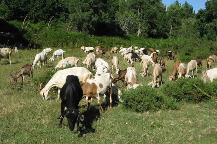 Traditional goat cheese making experience in Portugal at a small rural farm near Pedrógão Grande