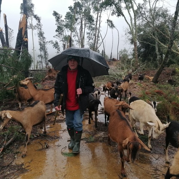 Person holding an umbrella with goats around in a storm-damaged forest.