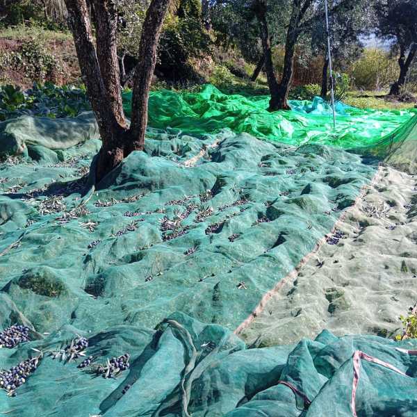 Olive trees with nets spread on the ground for harvesting in a sunny orchard.