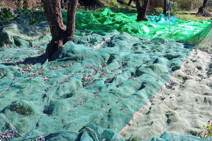 Olive trees with nets spread on the ground for harvesting in a sunny orchard.