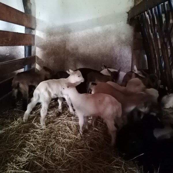 Goat farm experience in Central Portugal with goats in rural countryside