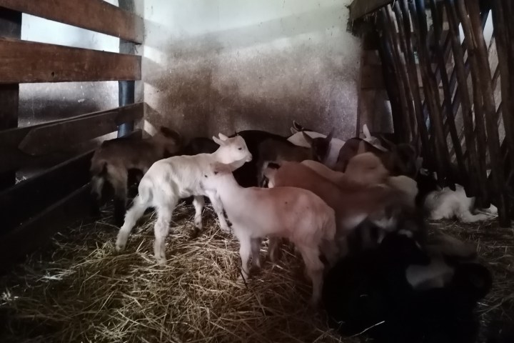 Goat farm experience in Central Portugal with goats in rural countryside