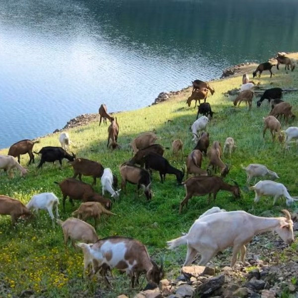 Goat farm experience in Central Portugal with goats in rural countryside